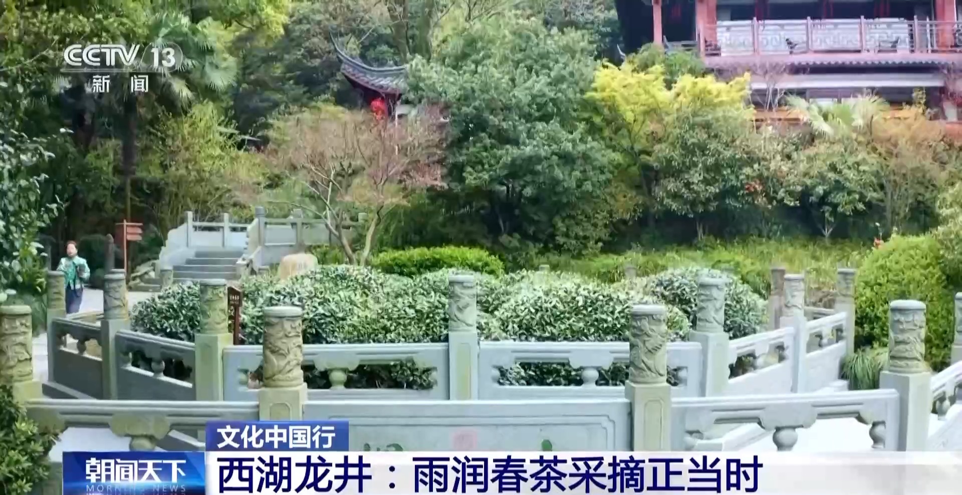文化中国行丨西湖龙井核心产区迎来采摘高峰期 来品尝春天的一口“鲜”(图2)