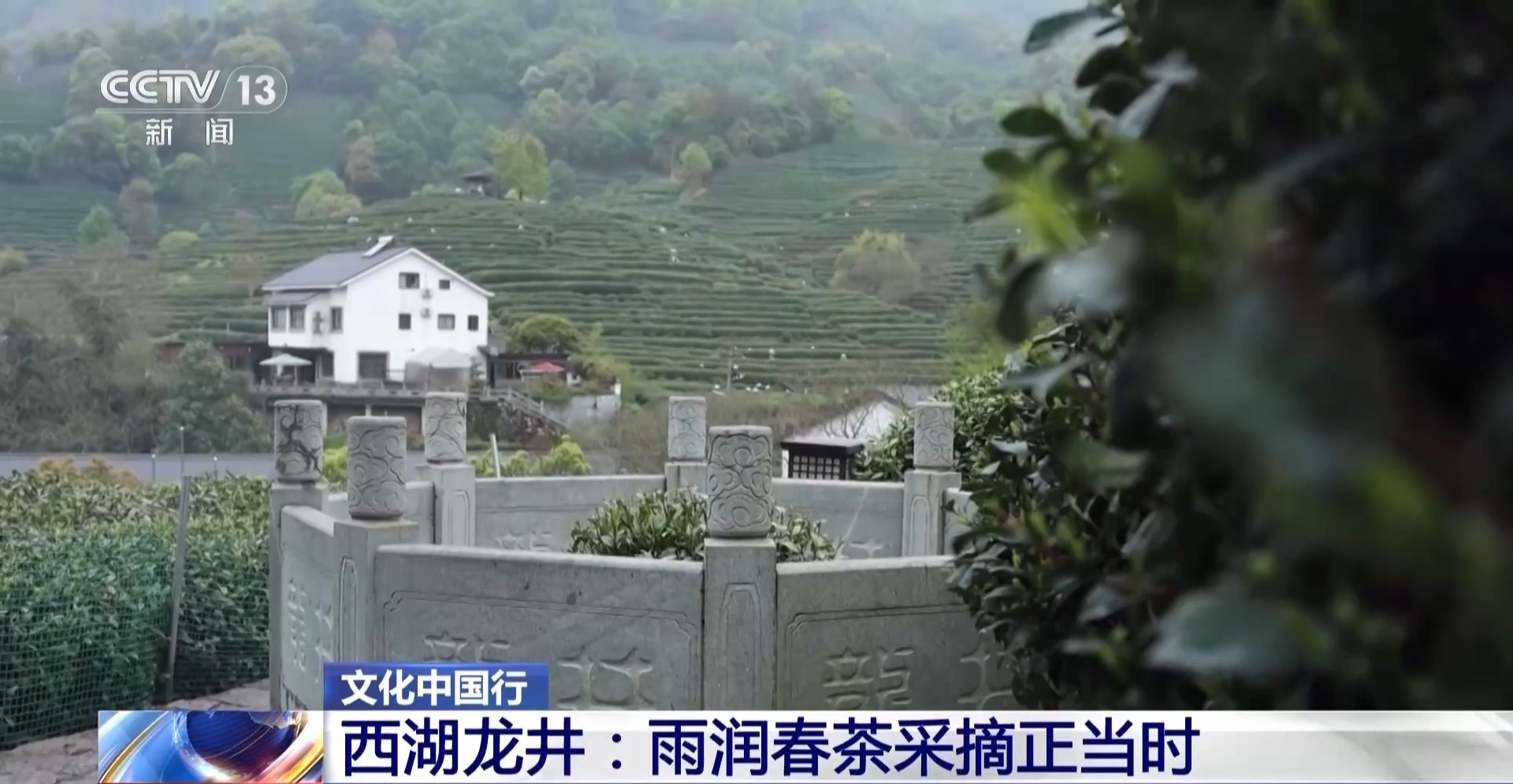 文化中国行丨西湖龙井核心产区迎来采摘高峰期 来品尝春天的一口“鲜”(图1)