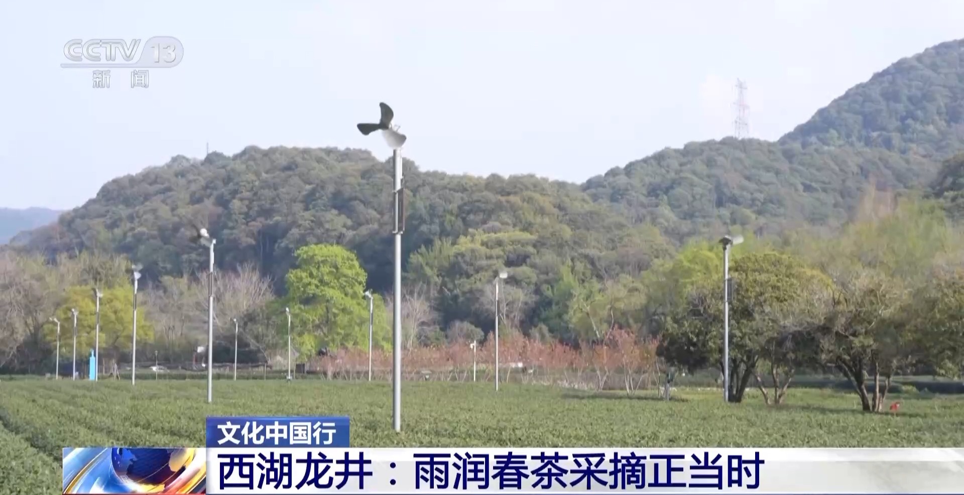 文化中国行丨西湖龙井核心产区迎来采摘高峰期 来品尝春天的一口“鲜”(图4)