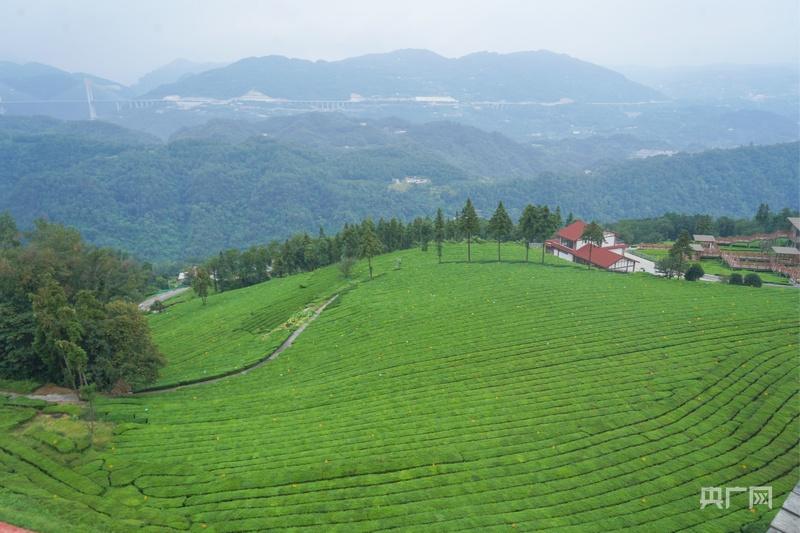 活力中国调研行｜从 “卖茶叶” 到 “卖体验” 一片绿叶的增值之道(图1)