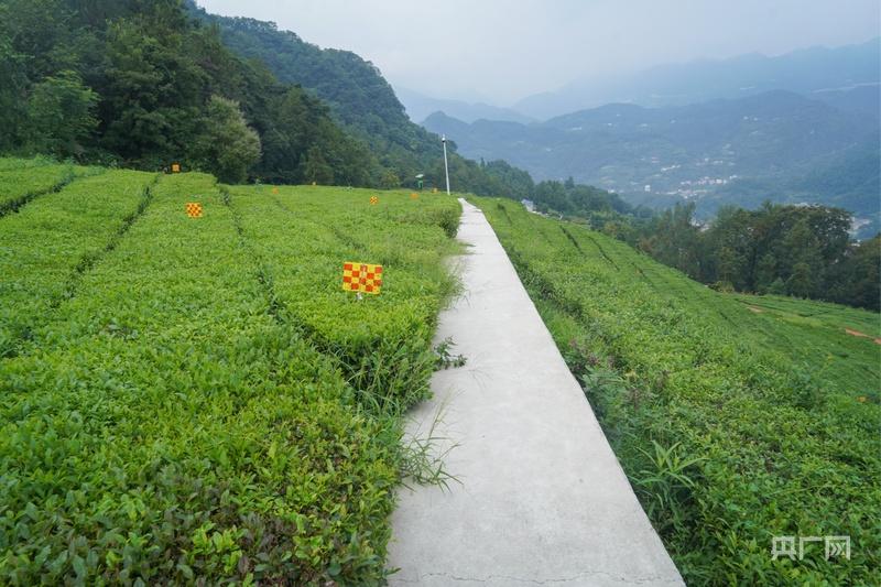 活力中国调研行｜从 “卖茶叶” 到 “卖体验” 一片绿叶的增值之道(图2)