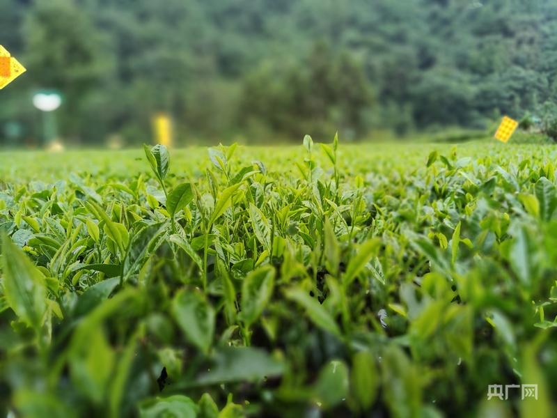 活力中国调研行｜从 “卖茶叶” 到 “卖体验” 一片绿叶的增值之道(图4)