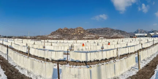 金价过山车山东“黄金双子星”为何淡定？他们的答案不是挖矿(图6)