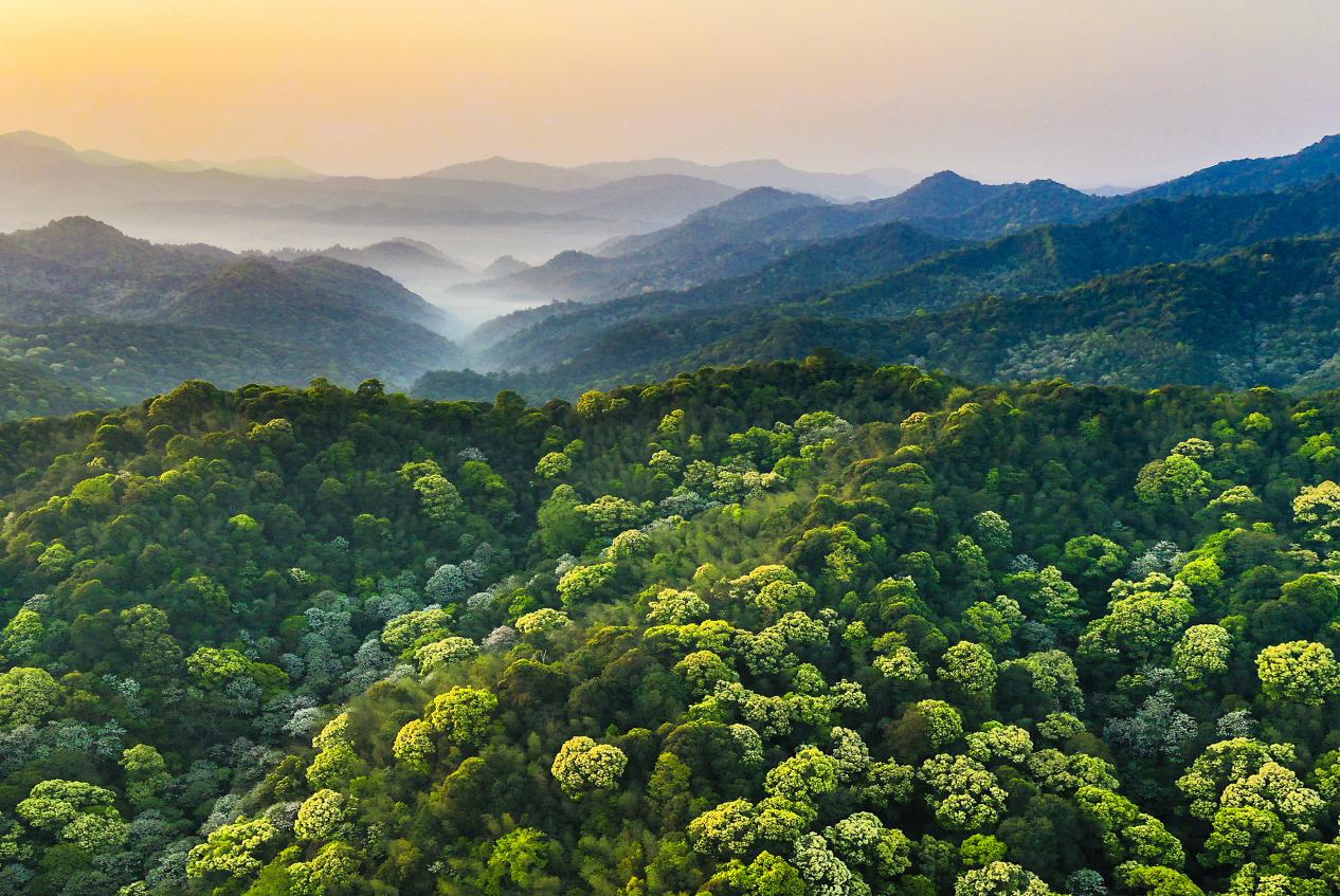 多维赋能强保障 林兴闽地谱新篇——福建持续强化支撑保障用数智守护“绿色长城”(图1)