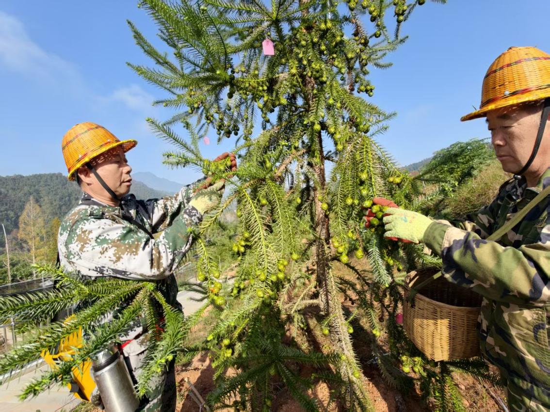 多维赋能强保障 林兴闽地谱新篇——福建持续强化支撑保障用数智守护“绿色长城”(图2)
