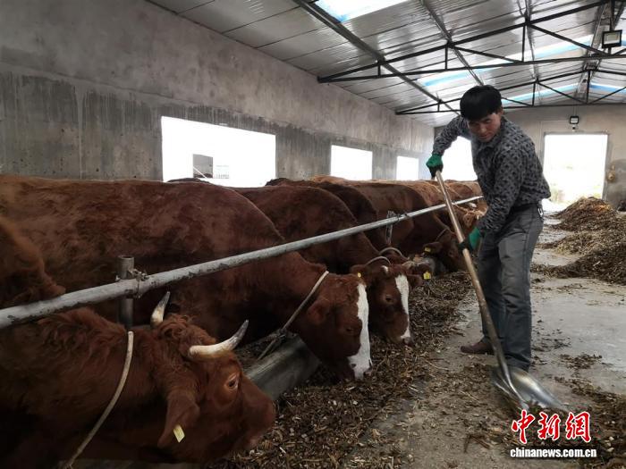 甘肃：让“活资产”可抵押 破解“带毛不算”融资难(图1)