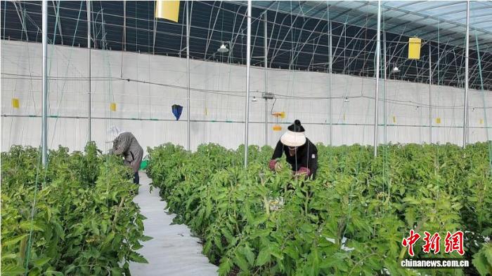 甘肃：让“活资产”可抵押 破解“带毛不算”融资难(图2)